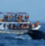 Mirissa Whale Watching Experience - Ocean Safari