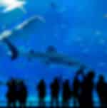 Half Day Langkawi City Tour and Underwater World with Private Transfers