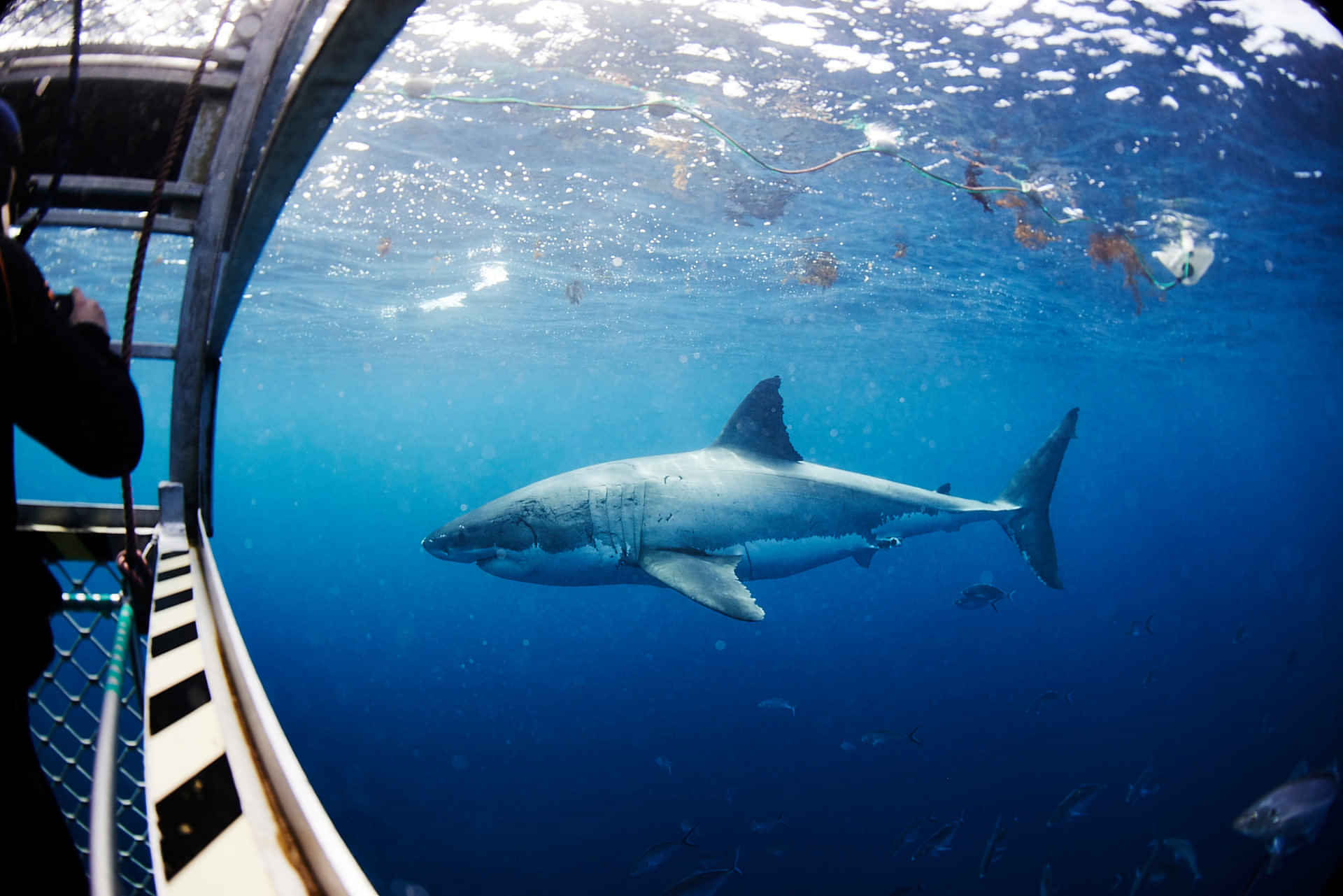 Cage Dive with Great White Sharks at Port Lincoln