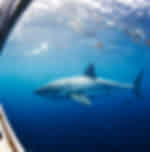 Cage Dive with Great White Sharks at Port Lincoln
