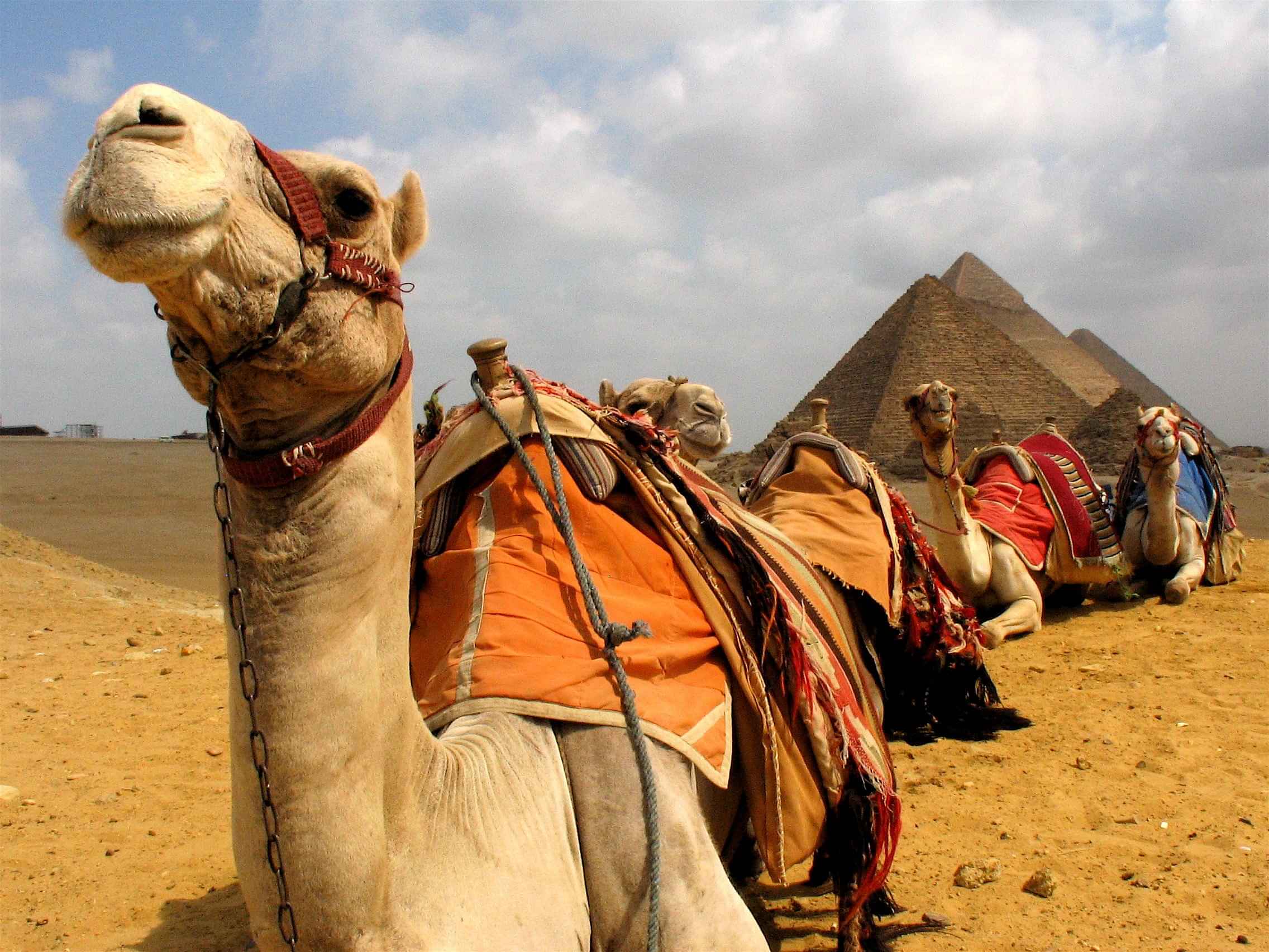 Camel Ride at the Pyramids ( Sunset or Sun Rise)  on Shared Basis