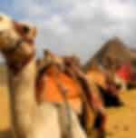 Camel Ride at the Pyramids ( Sunset or Sun Rise) on Shared Basis