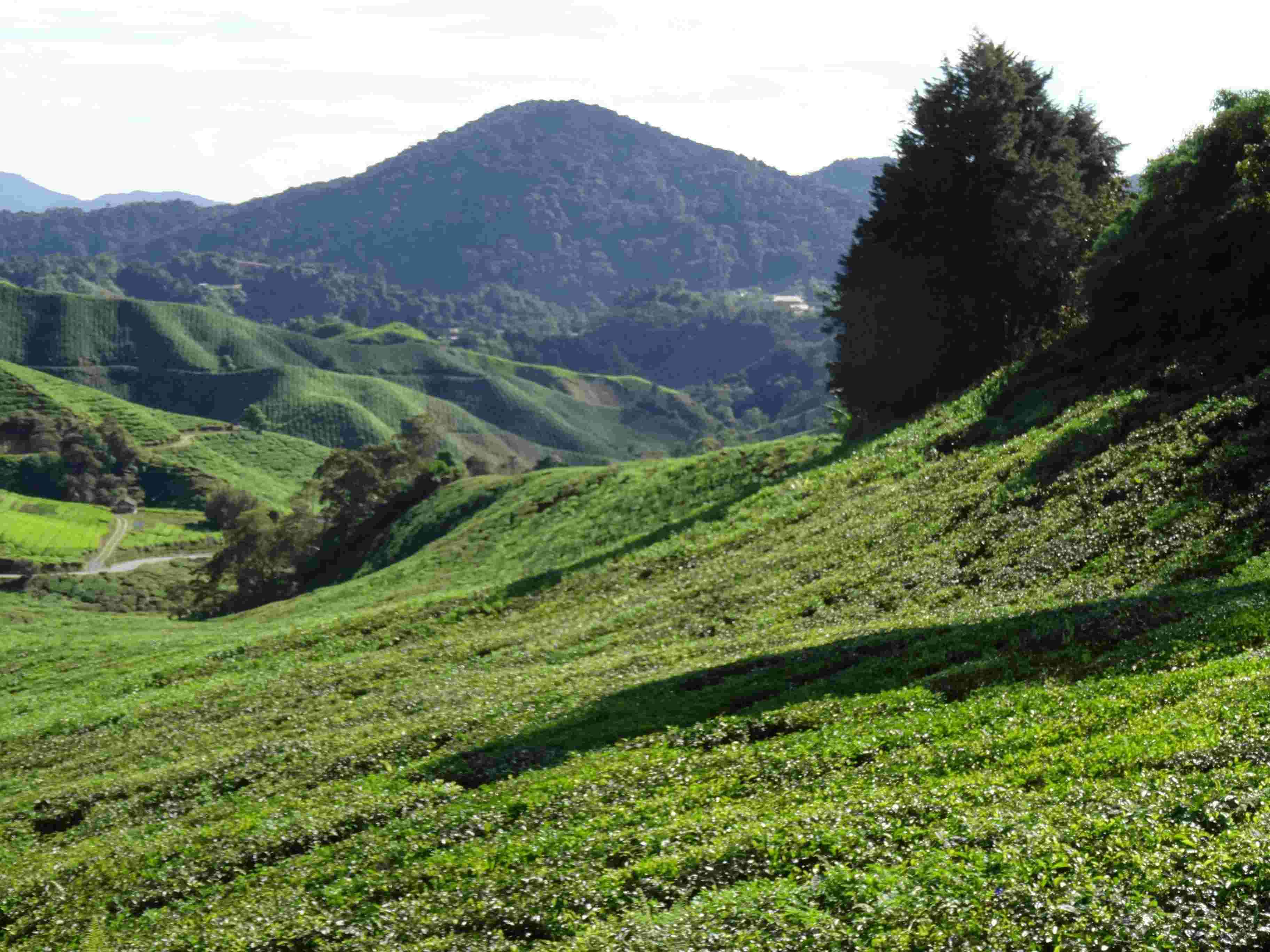 Cameron Highlands Day Tour