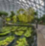 Jewel Changi Airport (Canopy Park)