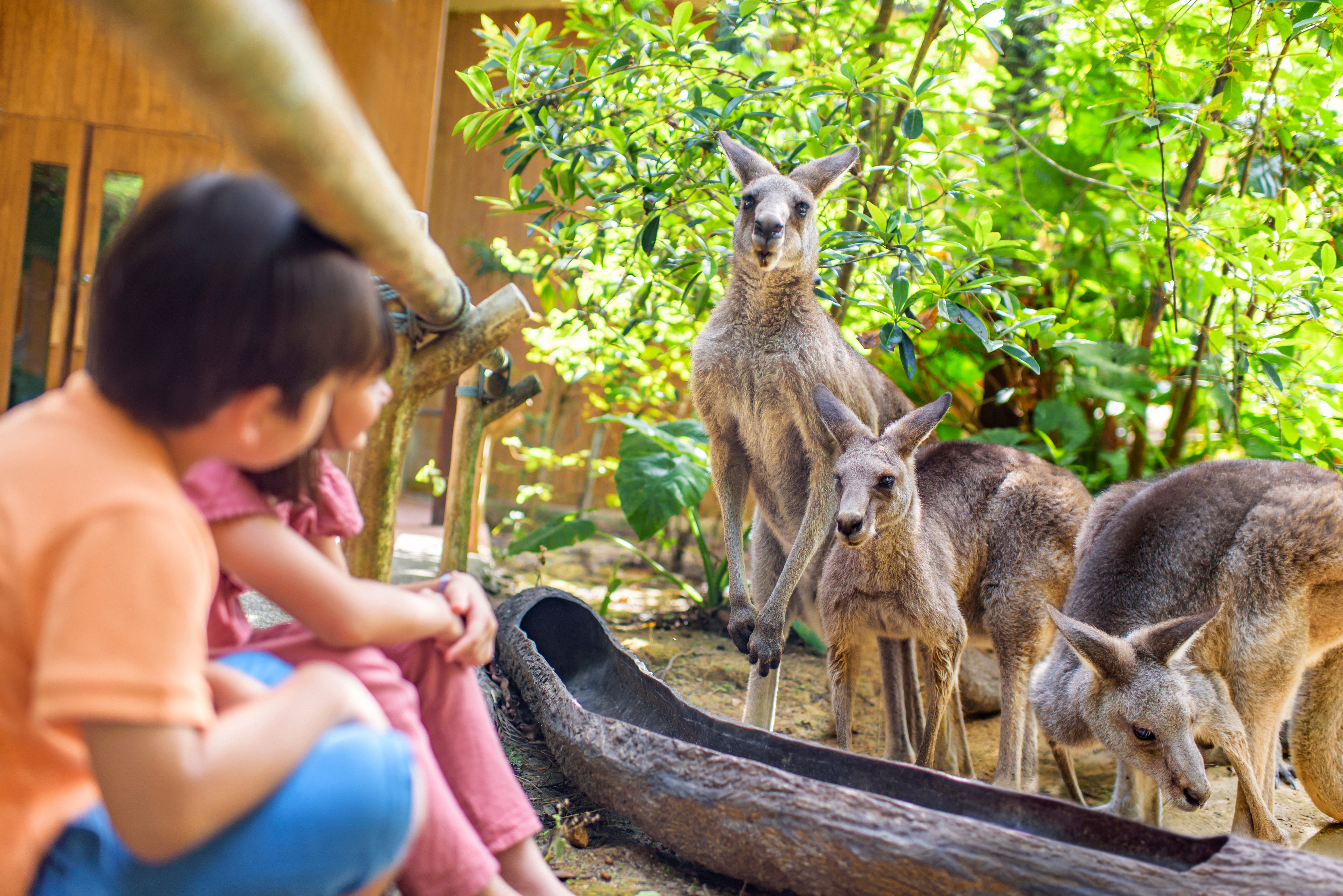 Singapore Zoo and Bird Paradise on SIC Basis