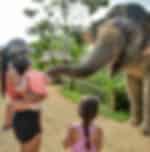 Phuket - Elephant Jungle Sanctuary Half Day with Lunch (Private Transfer)