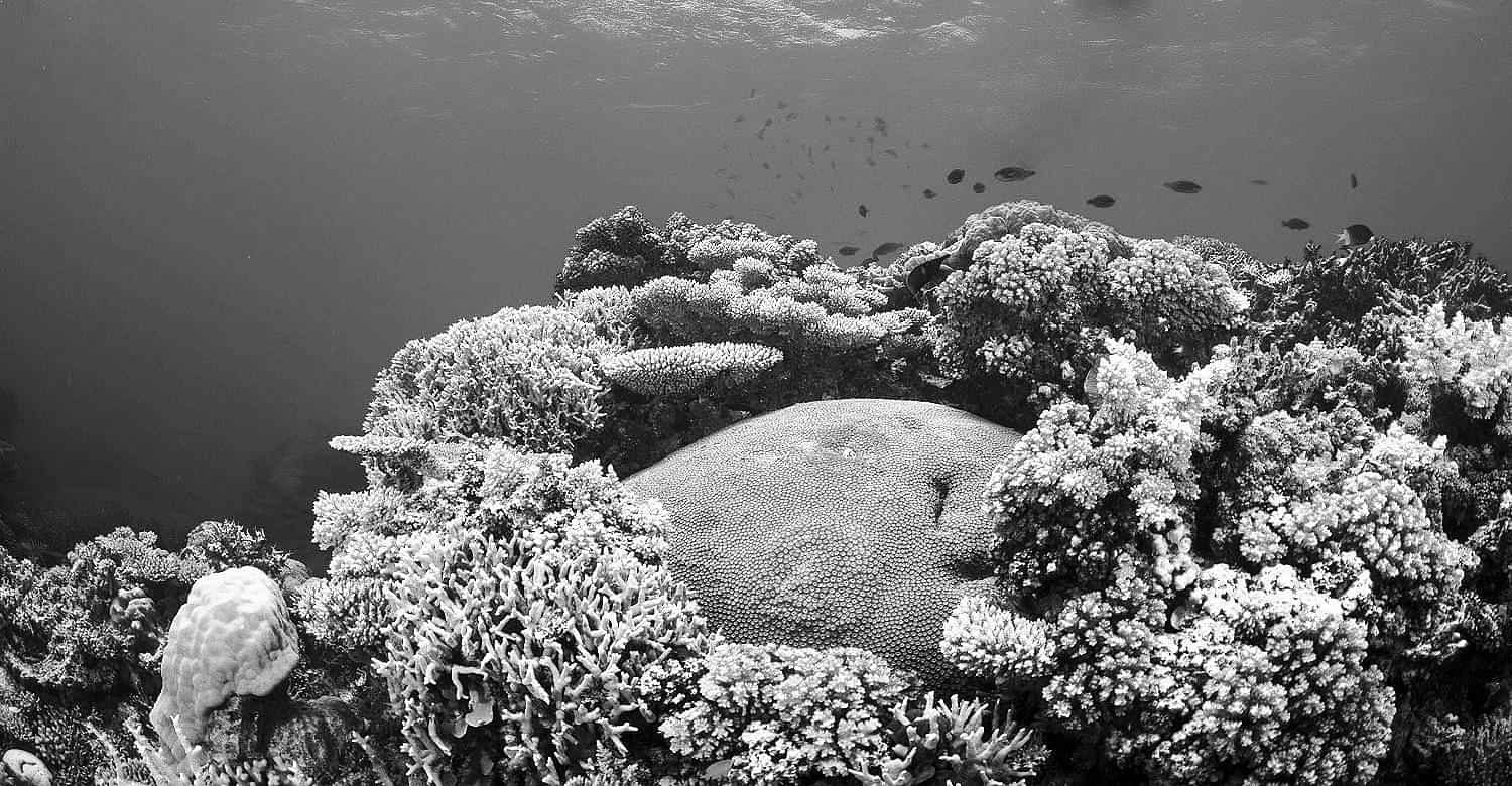 Single delight- Coral island with lunch 