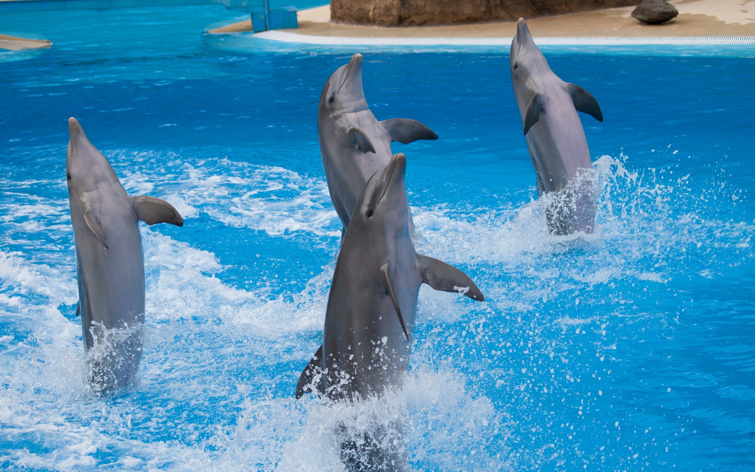 Dubai Dolphinarium - The Illusion, Dolphin & Seal Show & Creek Park Bird Show