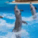 Dubai Dolphinarium - The Illusion, Dolphin & Seal Show & Creek Park Bird Show