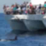 Dolphin & Tangalooma Wrecks Cruise (with Gold Coast Transfers)