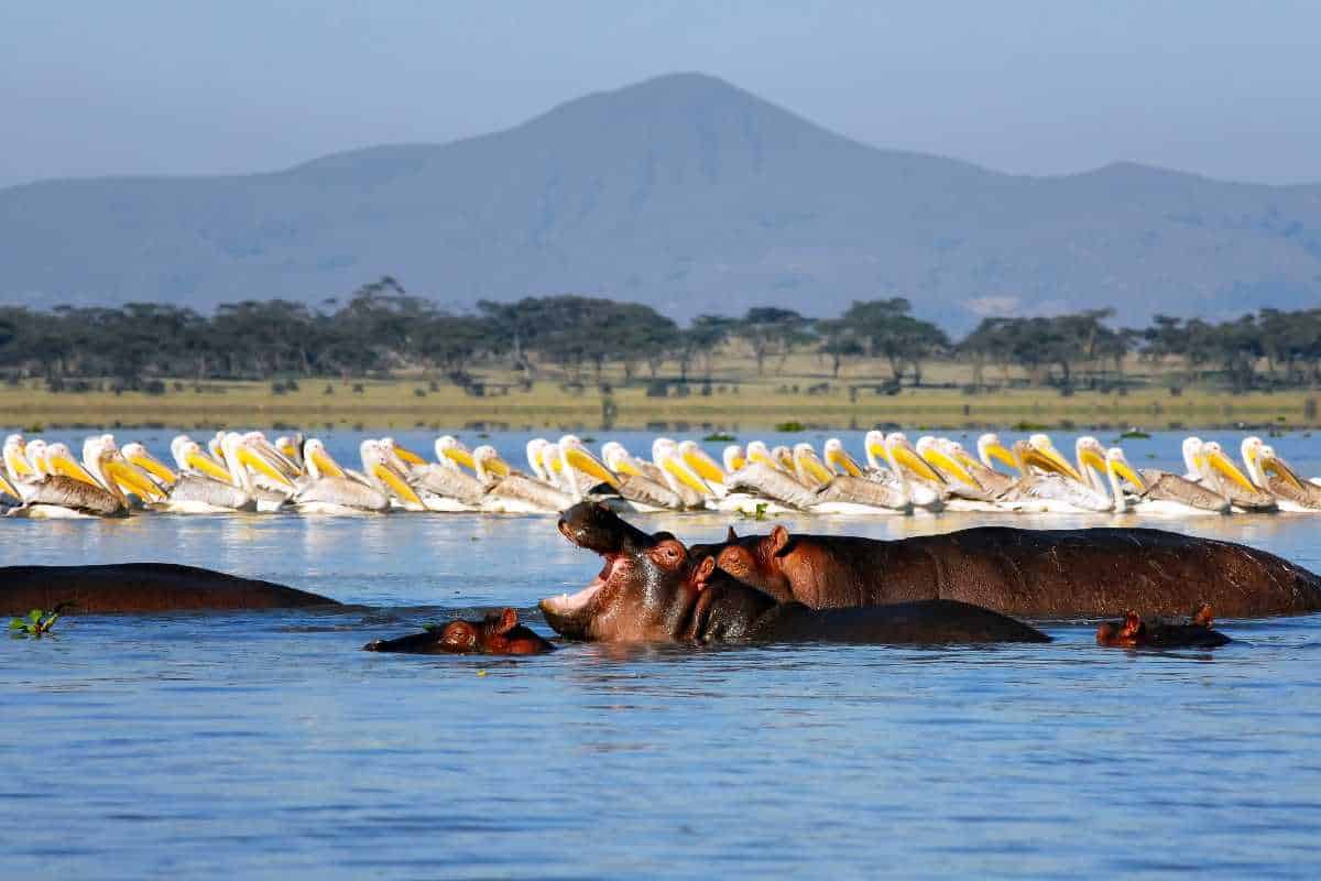 Afternoon Boat Ride at Lake Naivasha
