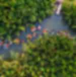 Hoi An – Cam Thanh Coconut Jungle – Hoi An City – Boat Ride – Release Flower Lantern SIC