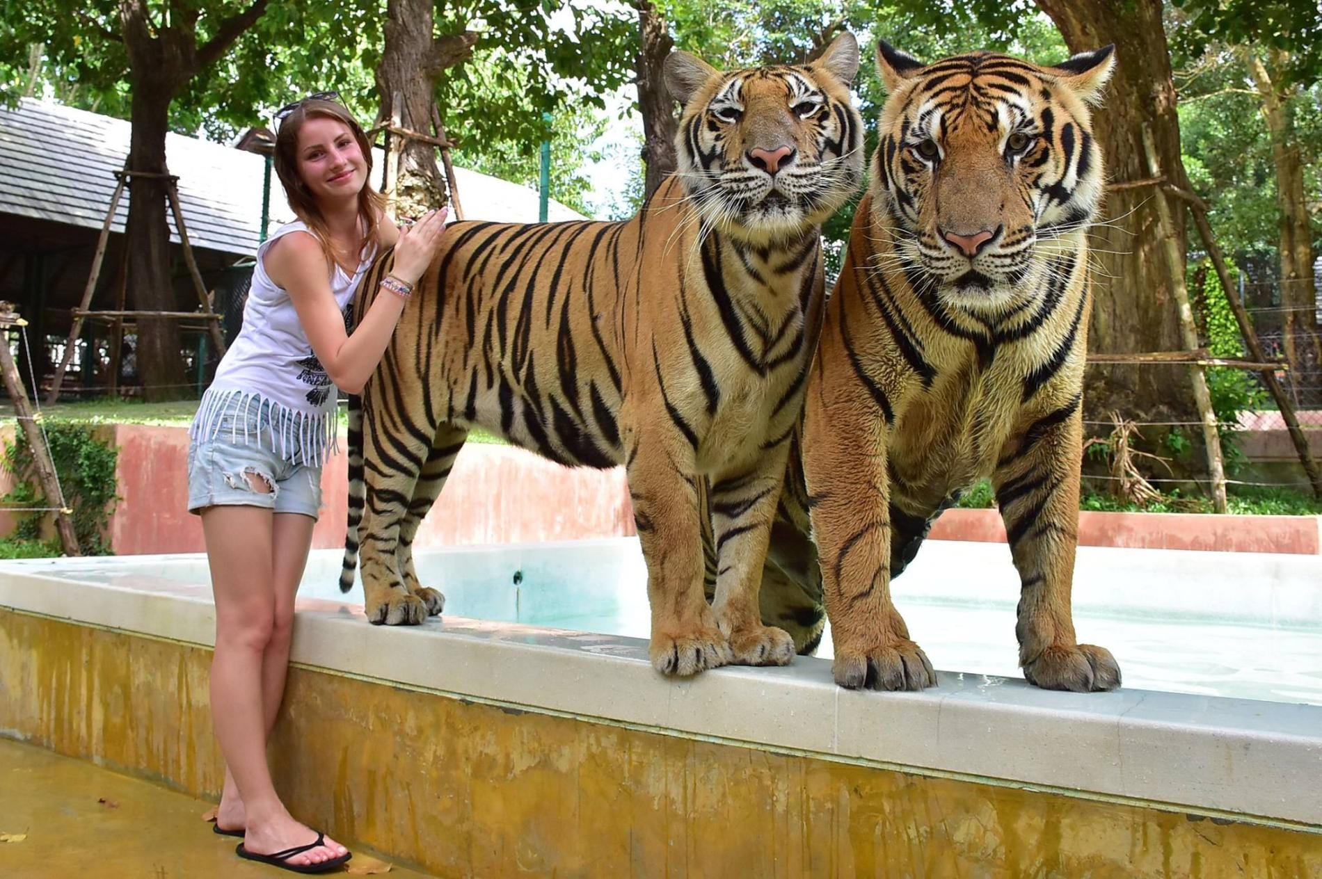 Phuket-Tiger Kingdom - Big Tiger and Entry with Private Transfer (Over 15 Years)