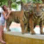 Phuket-Tiger Kingdom - Big Tiger and Entry with Private Transfer (Over 15 Years)