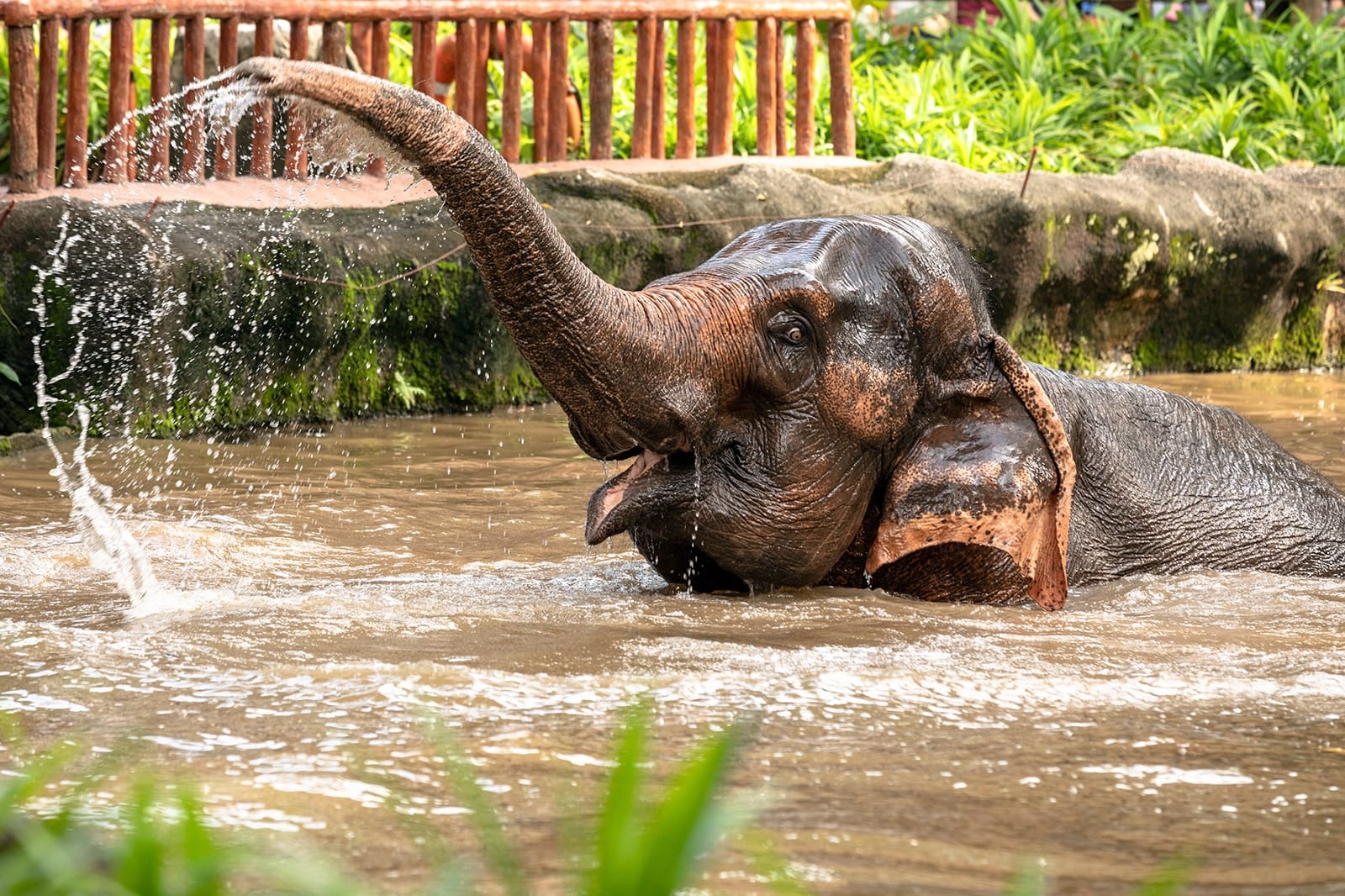 Singapore Zoo and River Wonders (Admission and ARQ Boat Ride) with shared transfers