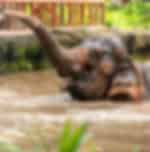Singapore Zoo and River Wonders (Admission and ARQ Boat Ride) with shared transfers