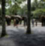 Night Safari Experience at Bali Safari