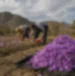 Srinagar to Pahalgam enroute Saffron Fields - Aru Valley, Betab Valley and Chandanwari