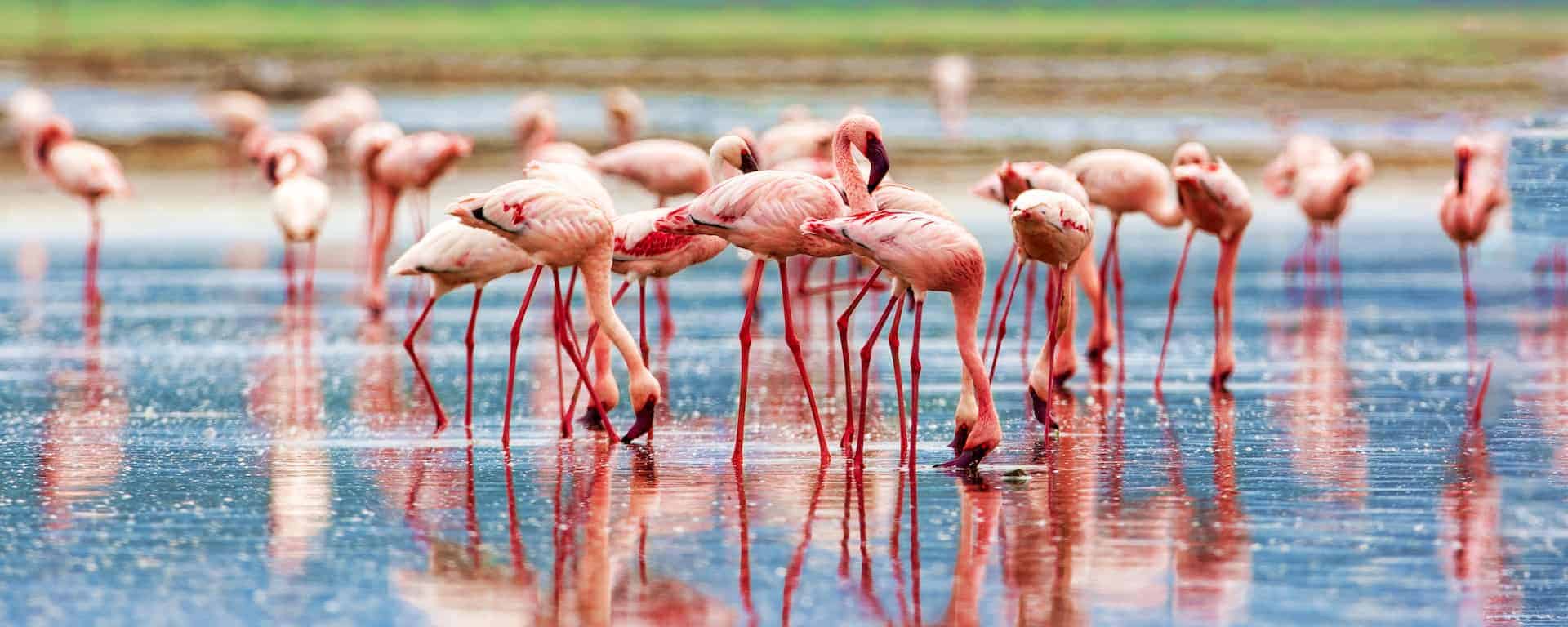 Visit Lake Elmenteita and Evening Game Drive to Enjoy Flamingo, Rothschild Giraffe and Other games