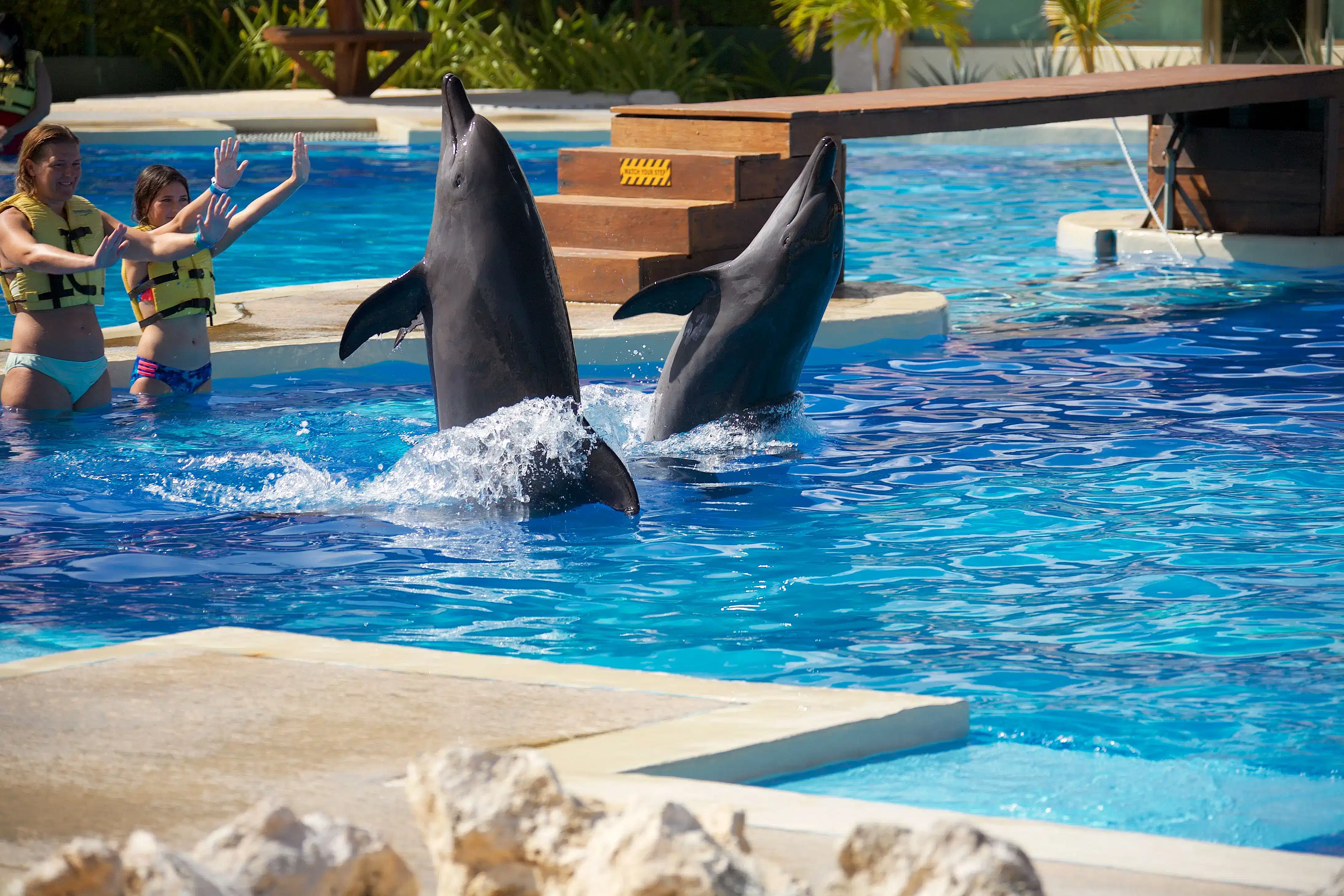 Dolphin discover & adventure covepark with private transfers