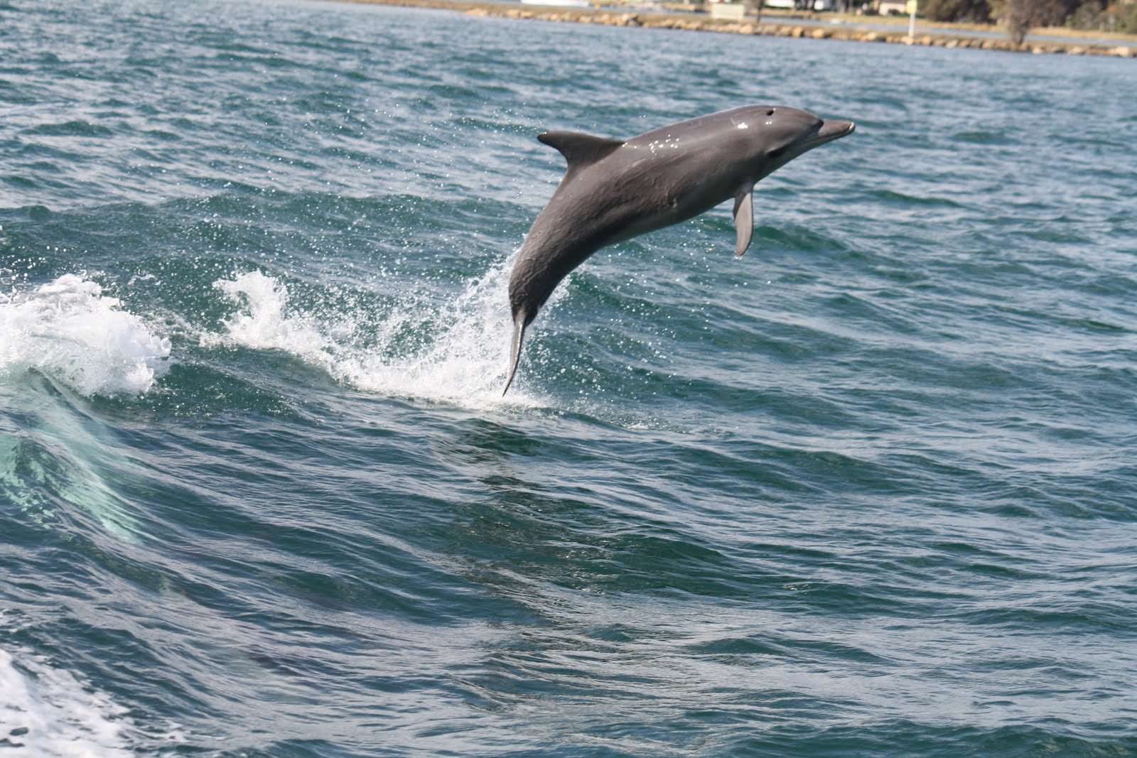 Mandurah Dolphin Watching and Scenic Canal Cruise