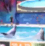 Dubai Dolphinarium - Dolphin & Seal Show (VIP Tickets) - Ticket Only