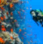 Daily Fun Dive for Professionals And Introduction Dive For Beginners at Hurgada With Shared Transfers