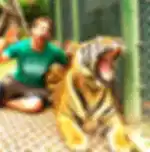 Tiger Kingdom Phuket- Medium Tiger With Private Transfers