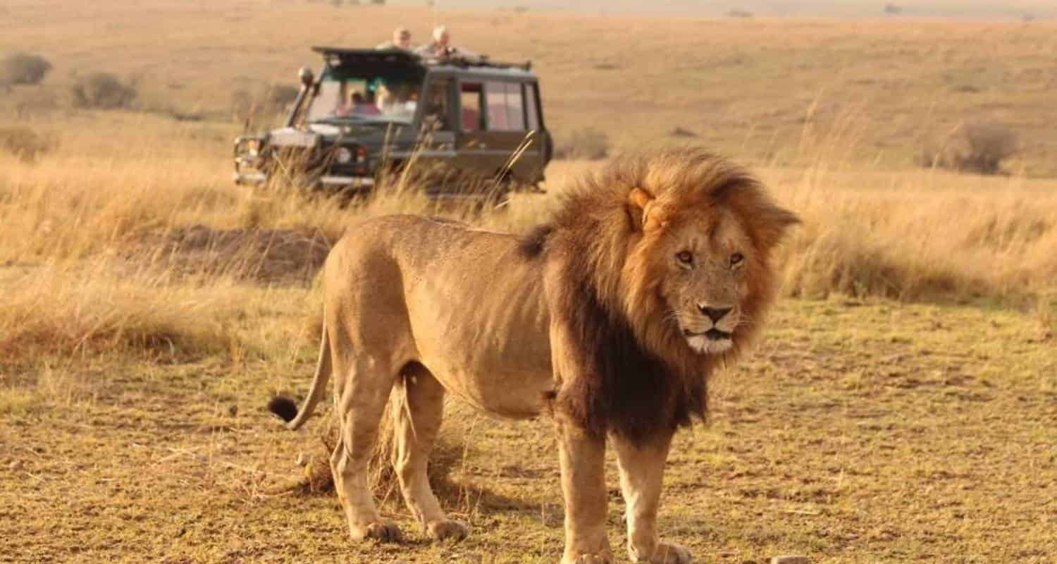 Mara with Morning and Afternoon Game Drives