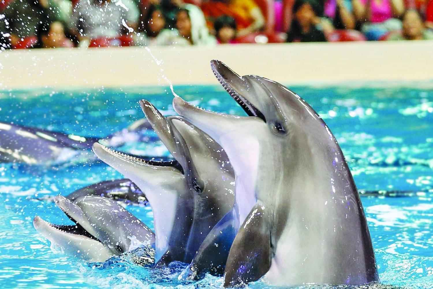 Dubai Dolphinarium - Dolphin & Seal Show (Regular Tickets) & Bird Show Combo - Ticket Only