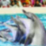 Dubai Dolphinarium - Dolphin & Seal Show (Regular Tickets) & Bird Show Combo - Ticket Only