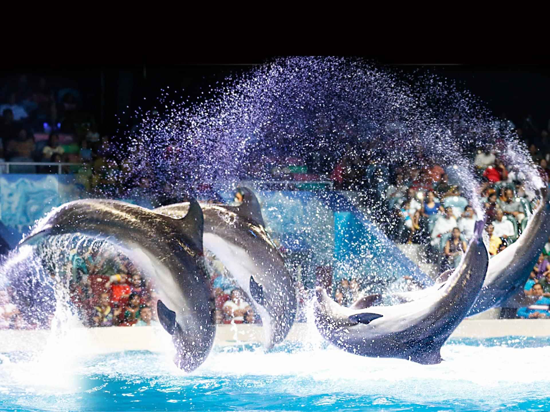 Watch an Incredible Dolphin & Seal Show at the Dubai Dolphinarium With VIP Access [ Operates on Mon, Wed & Fri ]