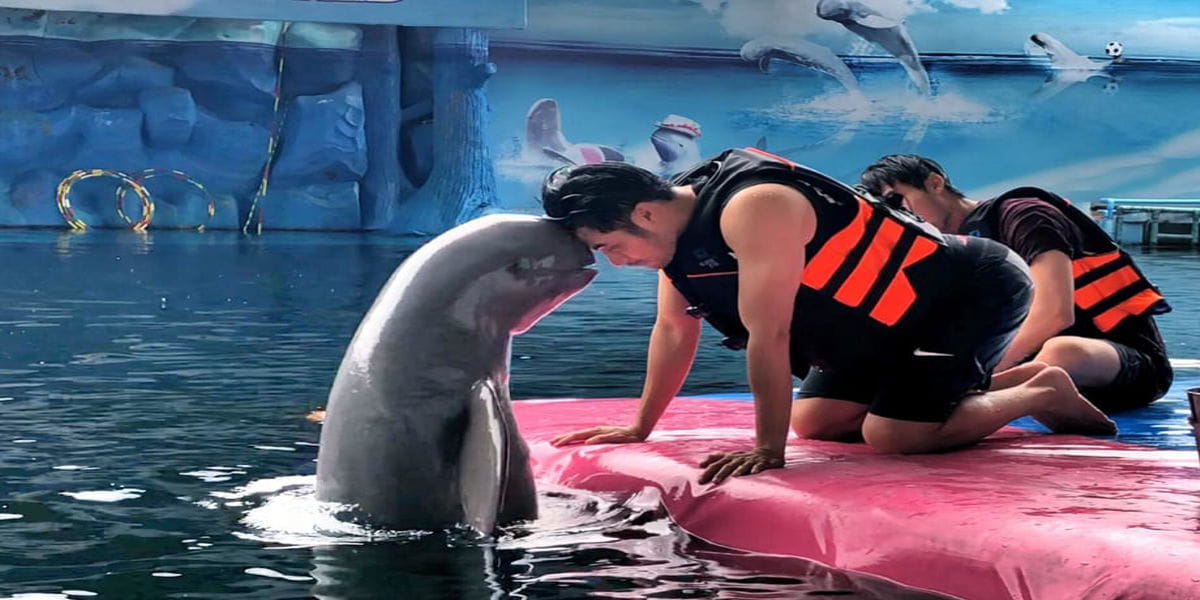 Pattaya- Dolphinarium  Regular with Private transfers (Closed on Wednesday) (Enroute)