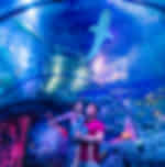 Legoland - 1 day Sea life ticket only