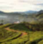 Nuwara Eliya City Tour, Gregory Lake, Tea Factory, Hakgala Gardens and Seetha Amman Temple