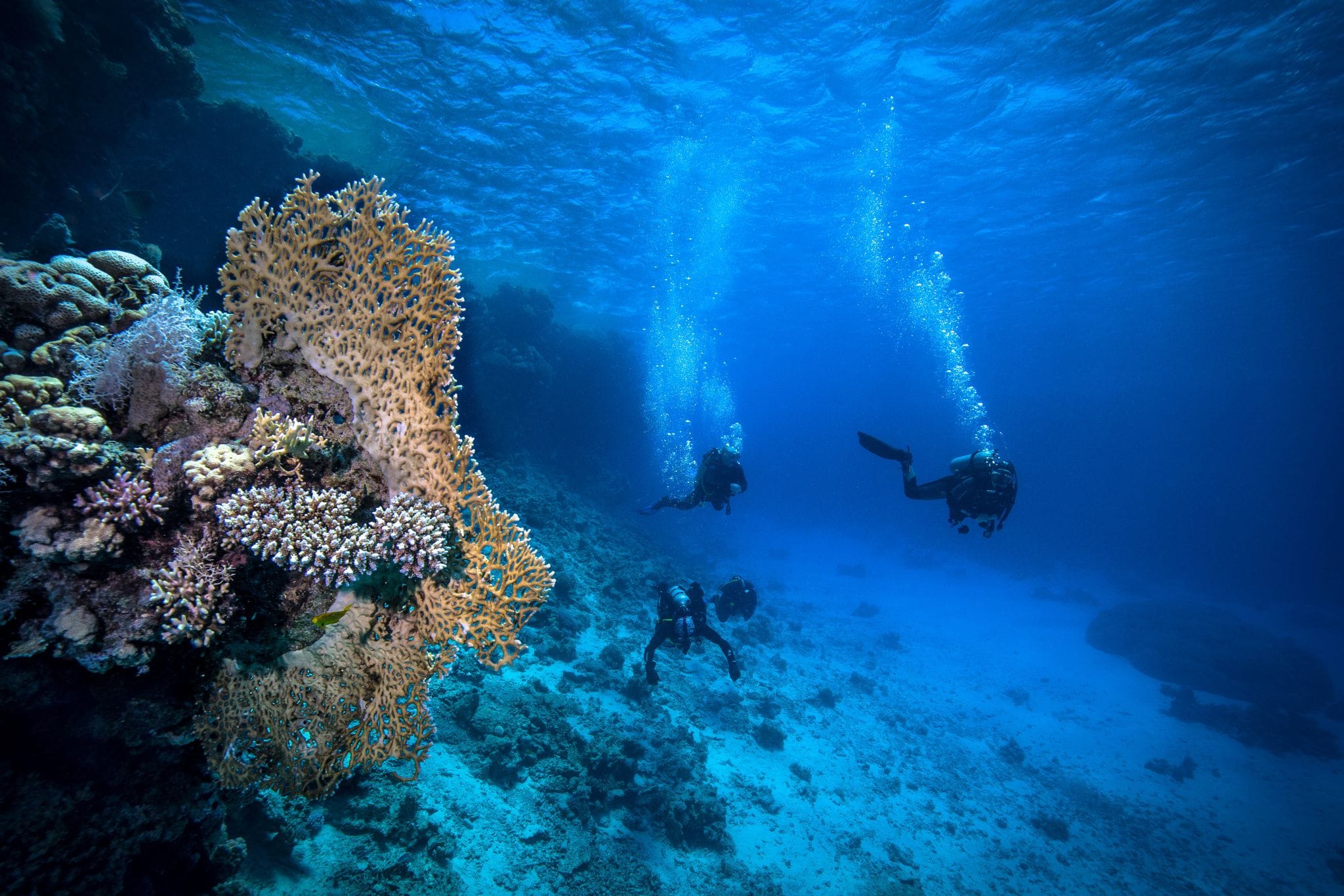 Scuba Dive With Private Transfers