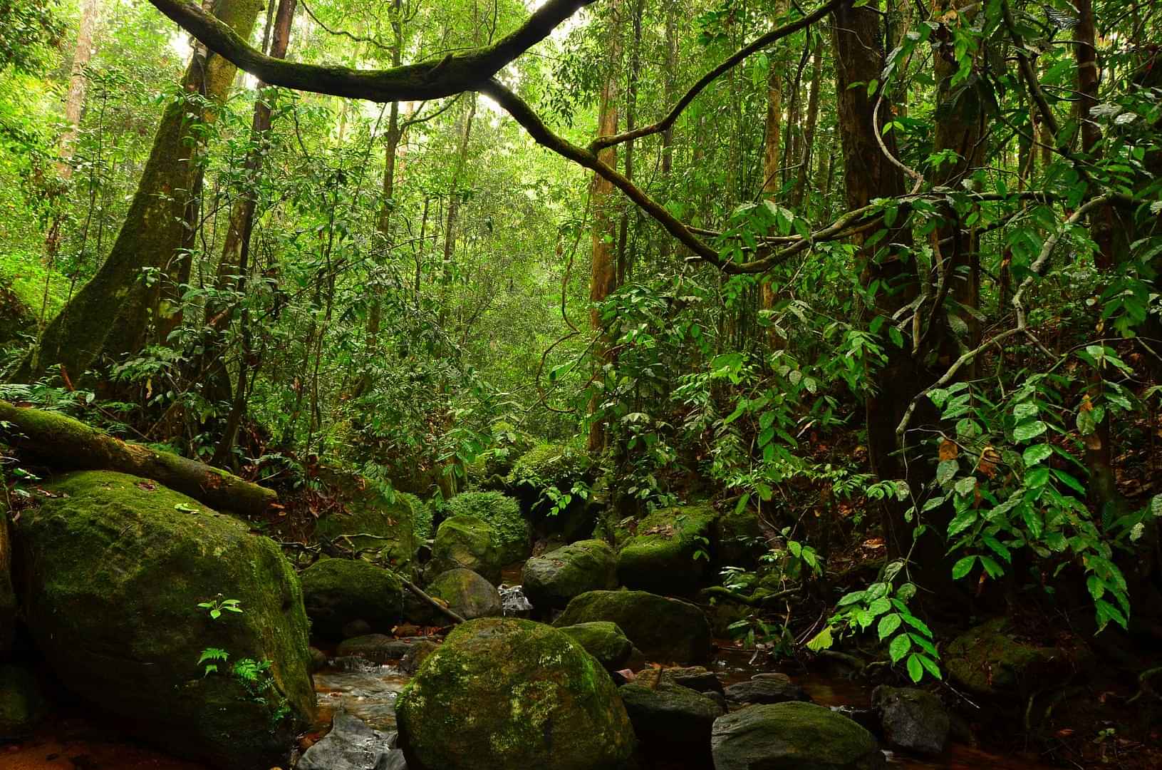 Sinharaja Forest Reserve (From Galle)