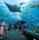 Singapore Oceanarium ticket only