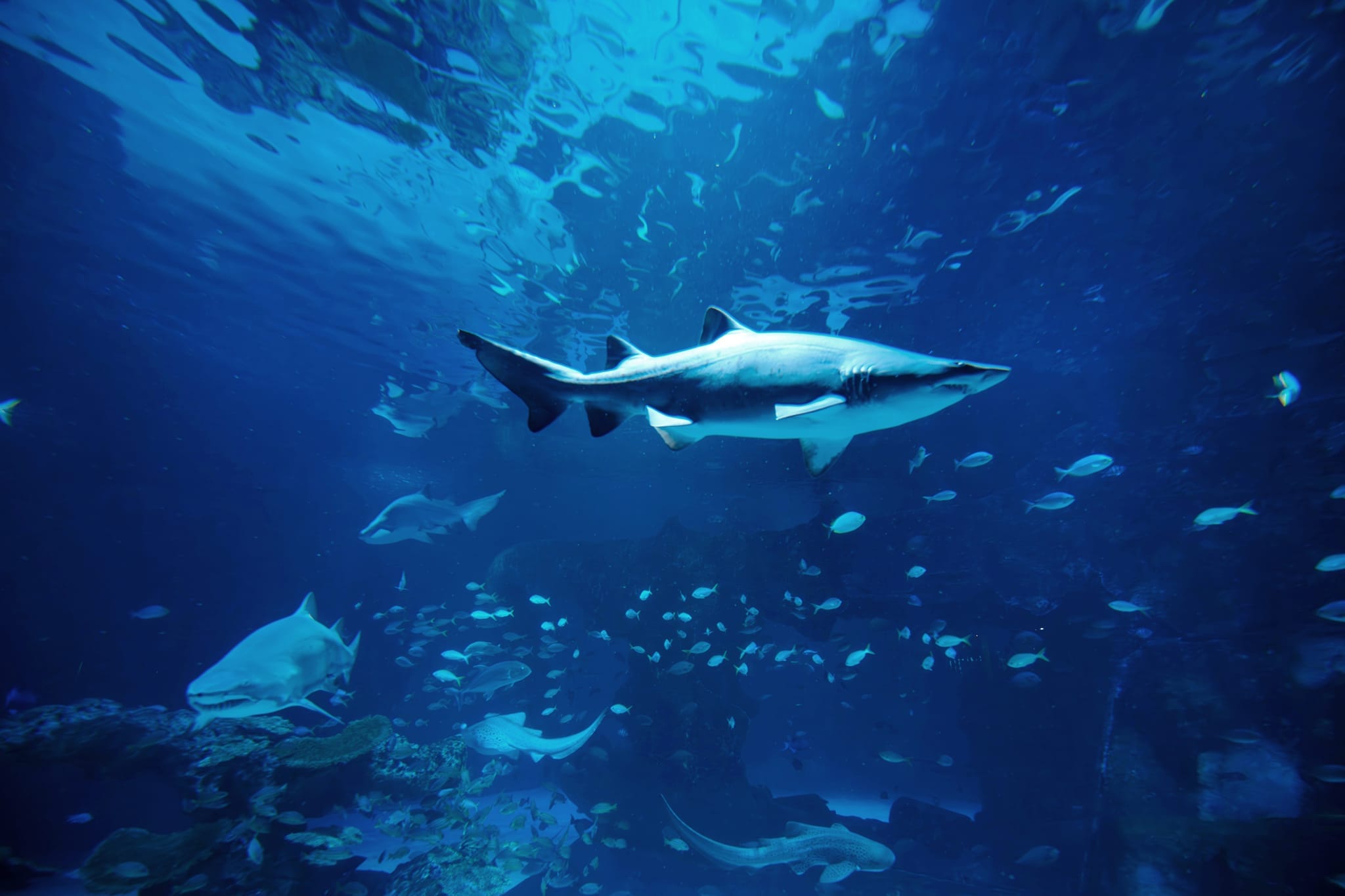 Phuket-AR Aquarium and AR Trickeye Museum with Private Transfers