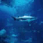 Phuket-AR Aquarium and AR Trickeye Museum with Private Transfers