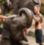 Elephant Jungle Sanctuary Phuket Half Day Visit