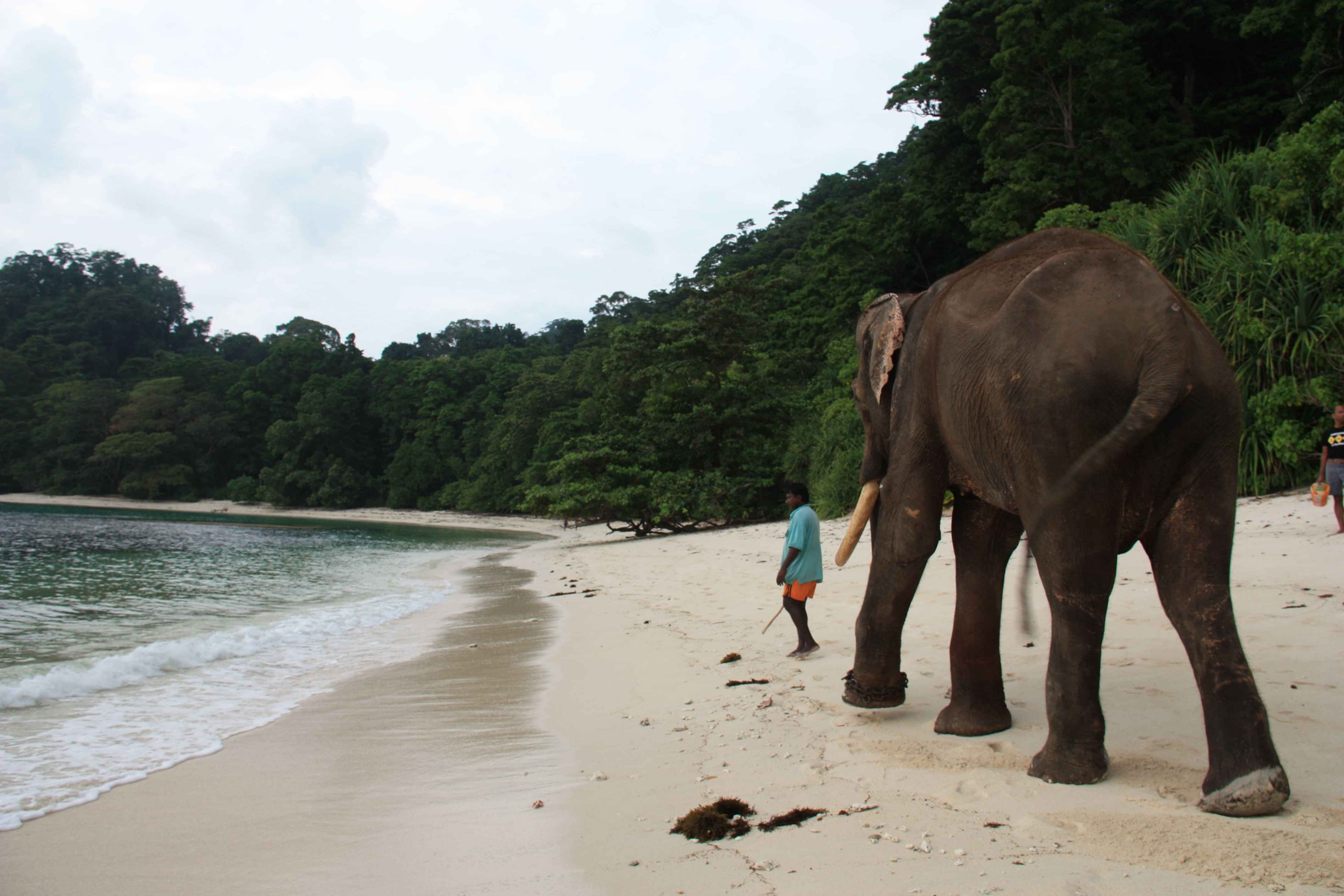 A visit to Elephant Beach