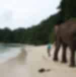 A visit to Elephant Beach