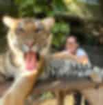 Phuket-Tiger Park - Smallest (Entry with Private Transfer) on enroute