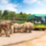 Vinpearl Safari with private transfers