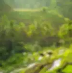 Tegallalang Rice Terrace & Private Photography Experience