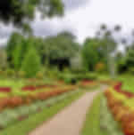 Peradeniya Botanical Gardens (2 Hours) - PVT Transfers