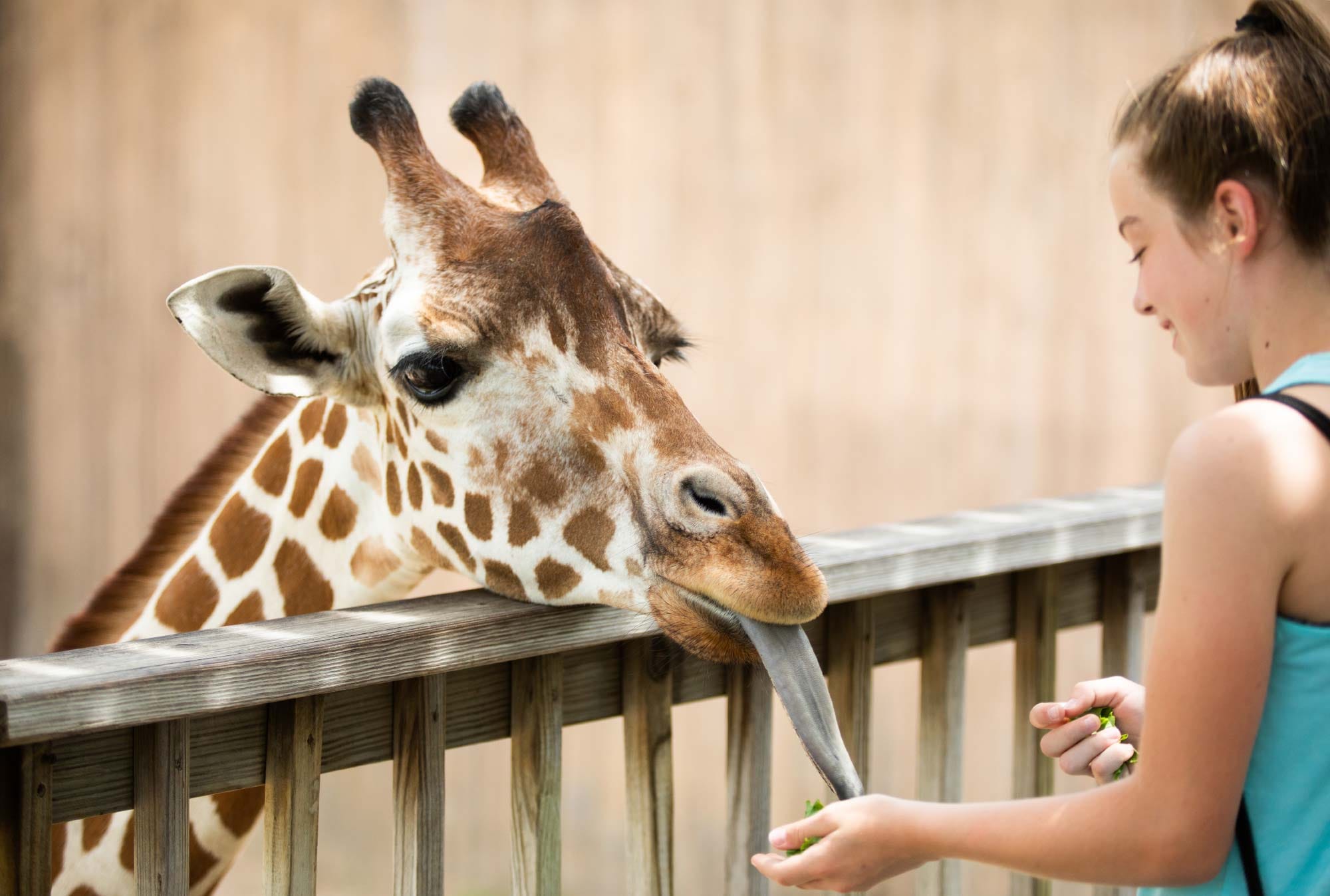 Casela Nature Park - Giraffe Feeding Experience with Private Transfers