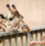 Casela Nature Park - Giraffe Feeding Experience with Private Transfers