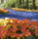 Private Half-Day Trip From Amsterdam to The Tulip Fields in Keukenhof